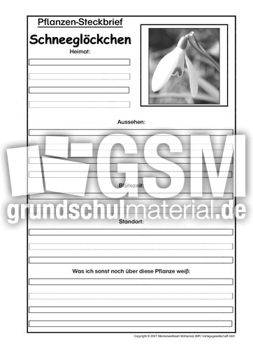 Pflanzensteckbrief-Schneeglöckchen-SW.pdf